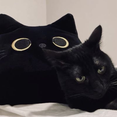 [พร้อมส่ง] ตุ๊กตาแมวดำ ตุ๊กตาแมว ตุ๊กตาแมวน่ารัก แมวดำ ตุ๊กตานุ่มนิ่ม
