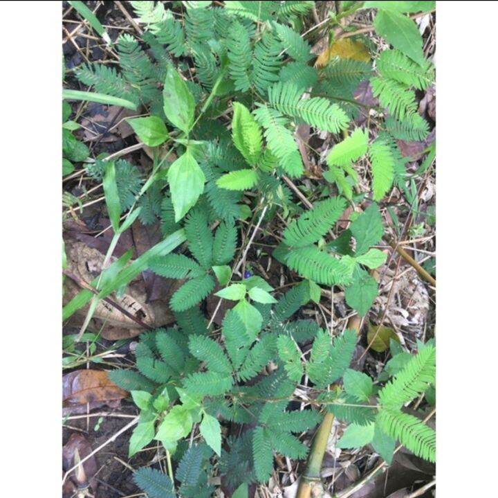 ORGANIC MAKAHIYA WHOLE PLANT 100 GRAMS (FOR HERBAL PURPOSES) Lazada PH