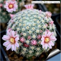 ??mammillaria schiedeana ssp. giselae?? หายากค่ะ