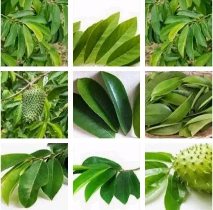 Daun Sirsak Segar Kg Herbal Lazada Indonesia