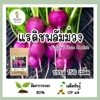 เมล็ดแรดิชพลัมม่วง 150 เมล็ด ??เมล็ดพันธุ์ OPแท้ อัตราการงอกสูง