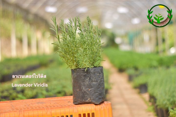 lavender-viridis-ลาเวนเดอร์ไวริดิส-ปลูกง่าย-โตเร็ว-ดอกสีขาว