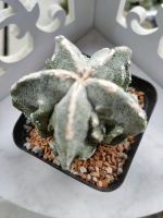 กระบองเพชร แคคตัส แอสโตรไฟตั้ม มายริโอ ฟุคุริว (Astrophytum myriostigma fukuryu) หน้ายับ ๆ อยู่ในกระถาง 3-3.5 นิ้ว พร้อมส่ง