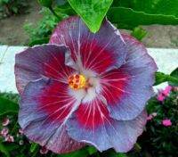 เมล็ดพันธุ์ชบาไต้หวันอิมเพรสชั่น(Impression Taiwan Hibiscus Seed)บรรจุ 10 เมล็ด ของแท้ คุณภาพดี ราคาถูก นำเข้าจากต่างประเทศ