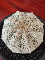 แอสโตร(Astrophytum V-type)?จัดส่งต้นตามรูป