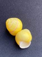 Rare Neutral golden land snail shell