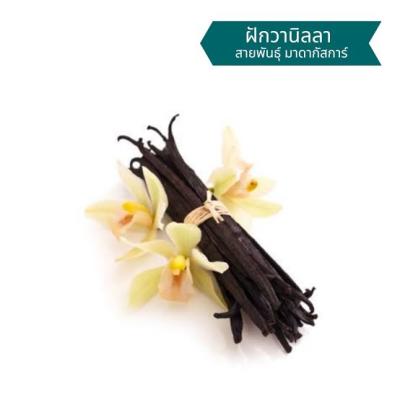 Vanilla pod Madagascar ฝักวานิลา คุณภาพเกรด Premium สายพันธุ์มาดากัสการ์