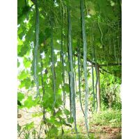 เมล็ดพันธุ์ บวบงู ยาวยักษ์ พันธุ์อนาคอนด้า (Anaconda Long Snake Gourd) บรรจุ 3 เมล็ด ยาว 1เมตร