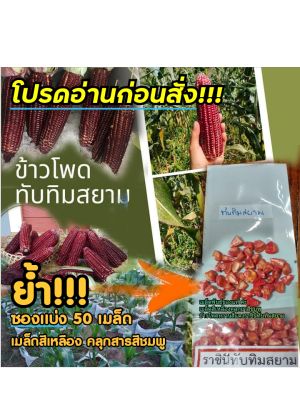 เมล็ดพันธุ์ข้าวโพด