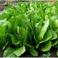 เมล็ดพันธุ์ ปารีสไอแลนด์คอส (Parris island Cos Lettuce) ผักสลัด บรรจุ 100 เมล็ด