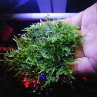 ??? มอสน้ำ​ Spiky Moss  (สไปกี้​มอส)​ ฟูๆ​ เขียวๆ​ ตกแต่งตู้​ไม้​น้้ำ​ ตู้​ปลา​ +++พร้อม​ส่ง+++