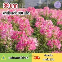 เมล็ดพันธุ์ ดอกเสี้ยนฝรั่งคละสี 300 เมล็ดพันธุ์