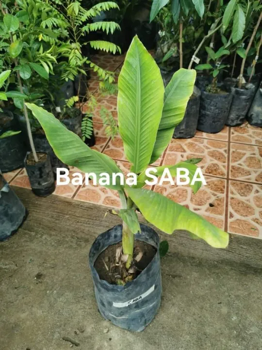 Live Plant Rare Plant Banana Tree Banana Plant Saba Plant Indoor Plant