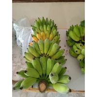 กล้วยน้ำว้าพันธุ์มะลิอ่องหวีละ 15 บาท (แพ็ค5หวีราคา75บาท) ตัดสดๆจากสวนหลังบ้าน ปลูกแบบออแกนิก ปลอดสารพิษครับ
