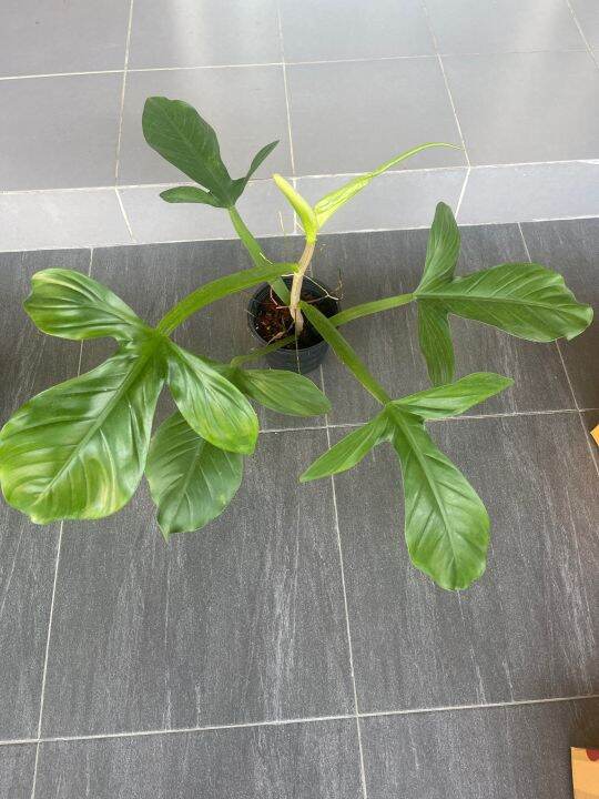 philodendron-applanatum-ฟิโลตีนเป็ด