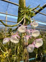 กล้วยไม้เอื้องสายน้ำผึ้งไทย Dendrobium primulinum