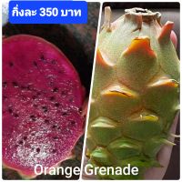 แก้วมังกรพันธุ์ Orange Grenade