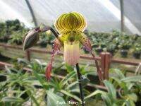 Paph.philippinense x Paph.primulinum var flavam