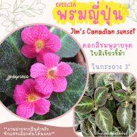 พรมญี่ปุ่น ดอกชมพูลายจุด ใบเขียว จิมส์คาเนเดี่ยนซันเซท (Jims Canadian Sunset) ในกระถาง 3 นิ้ว(ราคาต่อ 1 ต้น) ค่าส่งถูก