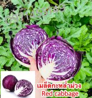 เมล็ดกะหล่ำปลีม่วงเมล็ดนอก เมล็ดกะหล่ำม่วง เมล็ด Red cabbage สายพันธุ์/ OP