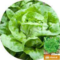 เมล็ด ผักสลัด บัตเตอร์เฮด 3,000เมล็ด ( Butterhead Lettuce Seed ) สายพันธุ์F1