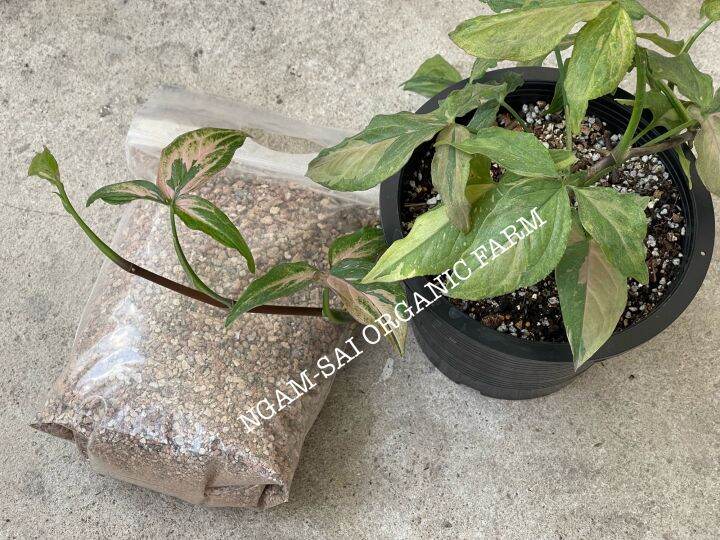 เวอร์มิคูไลท์-vermiculite-ขนาดบรรจุ-4-ลิตร-5-8mm-สินค้าพร้อมส่ง-ส่วนผสมดินปลูกคุณภาพสูง-งามไส้ออแกนิก