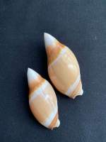 หอยสังข์ทรงกระสุน Rare bullet-shaped conch shell zidan