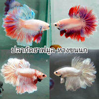 สุ่มปลากัดหางยาว ฮาฟมูล หางขนนก Feather Tail มีประกันระหว่างจัดส่ง