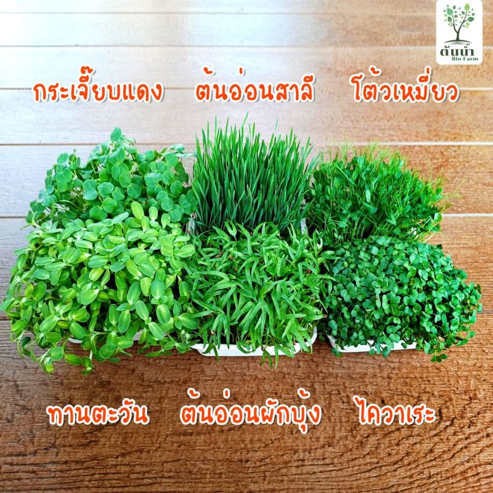 เมล็ดต้นอ่อนไควาเระ-ต้นอ่อนหัวไชเท้า-organic100-เมล็ดพันธุ์ผัก-เมล็ดสำหรับเพาะงอกพร้อมปลูก-ต้นอ่อนไควาเระ