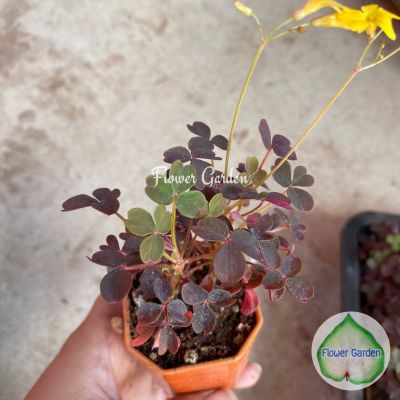 Oxalis ‘Burgundy’ อ็อกซาลิส ‘เบอร์กันดี’ ผีเสื้อราตรีจิ๋ว ดอกสีเหลืองน่ารัก กระถาง 2 นิ้ว ดูแลง่ายมาก #Oxalis #อ็อกซาลิส