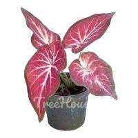 รวยล้นฟ้า (Caladium sp. ruaylonfah) กระถาง 4 นิ้ว