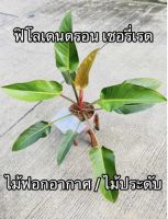 ฟิโลเดนดรอน เชอรี่เรด? ไม้ประดับในร่ม ในบ้าน