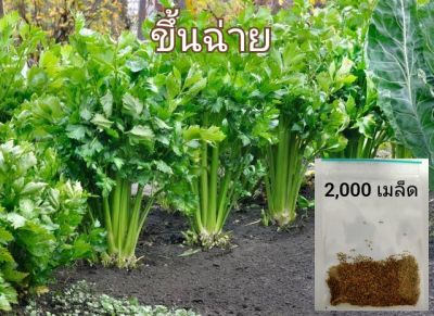 เมล็ดพันธุ์คึ่นฉ่าย  ชุดละ 2,000 เมล็ด