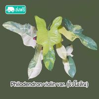 ฟิโล ไวโอลิน พันธ์ด่าง (( ราคาส่ง)) Philodendron violin variegated