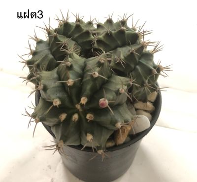 กระบองเพชร แคคตัส ยิมโนคาไลเซียม (Gymnocalycium) แฝด 3