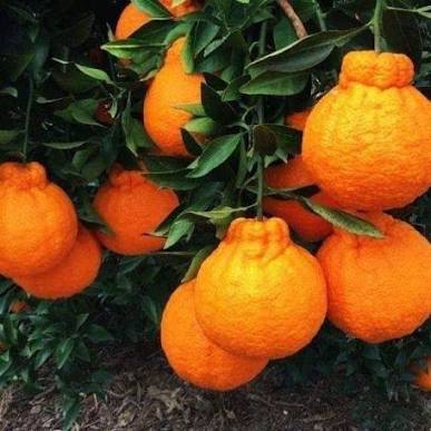 ต้นส้มเดโกปอง ส้มเดกาปอง เสียบยอด ขนาด50-60ซม.ส้มอร่อยที่สุดในโลก ลูกใหญ่ดก เนื้อเยอะมีวิตามินซีสูง รสชาติหวานช่ำอร่อย