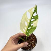 พลูฉลุด่างขาว Monstera Adansonii Variegata