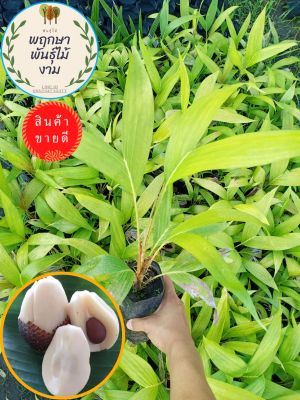 🌱#ต้นสละอินโด 💥โปรซื้อ 1 ฟรี 1 💥โปรขายส่งจากฟาร์ม💥