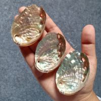 Abalone shell | เปลือกหอยอะบาโลน ?? หรือ #เปลือกหอยเป๋าฮื้อ #A1 - #A3