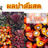 ผลปาล์มสุก 1 กก. ราคา 59 บาท