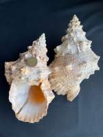 หอยสังข์ใหญ่ เปลือกหอยสวย ๆ Big Sea Conch shell Natural sea snail 21-30cm