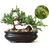 เมล็ด สนจูนิเปอร์ 10-15เมล็ดบอนไซสนจูนิเปอร์  Juniperus formosana ***ศึกษาวิธีปลูกได้ใน"รายละเอียดสินค้า"***