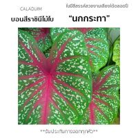 บอนสีราชินีไม้ใบ นกกระทาจุดขาว ส่งแบบหัวรอด 100%