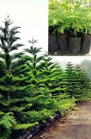 ต้นสนฉัตร ( Araucaria heterophylla ) เป็นพันธุ์ไม้โตเร็วที่มีการเจริญเติบโตอย่างรวดเร็ว เป็นไม้มงคลที่นิยมปลูกในบ้าน