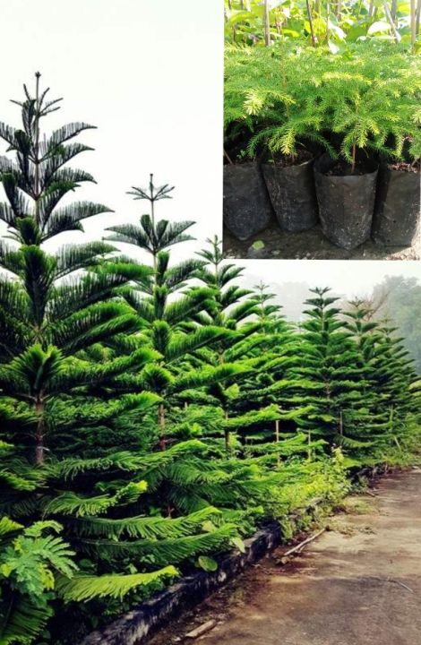 ต้นสนฉัตร-araucaria-heterophylla-เป็นพันธุ์ไม้โตเร็วที่มีการเจริญเติบโตอย่างรวดเร็ว-เป็นไม้มงคลที่นิยมปลูกในบ้าน