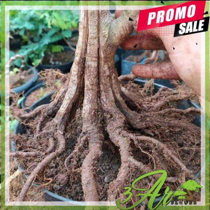 BAHAN BONSAI PECAH BATANG FICUS ELEGAN/PECAH BATANG Lazada Indonesia