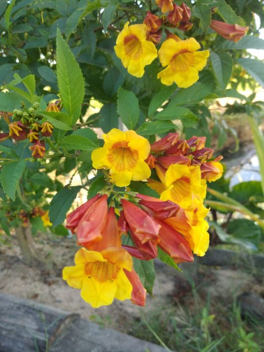 ดอกทองอุไรมิกกี้เม้า-50-เมล็ด