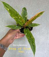 Philodendron ring of fire ใบเลื่อยด่าง หลายสี ติดสีพีชสวยๆ