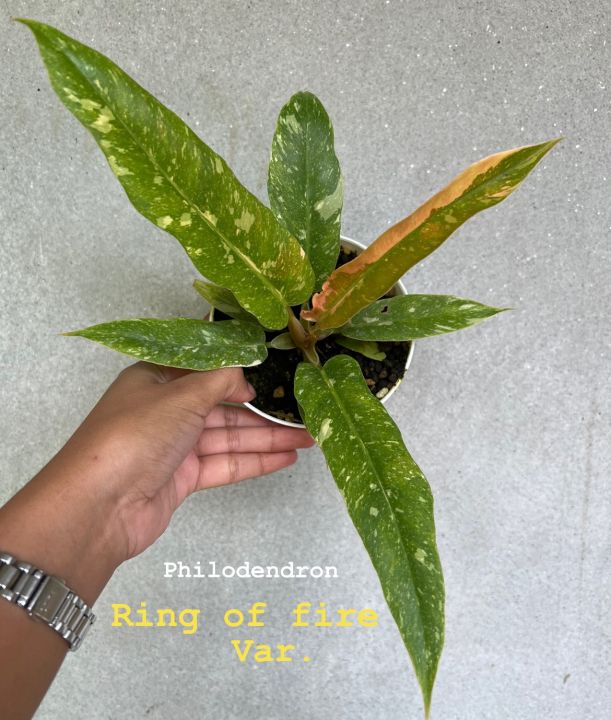 philodendron-ring-of-fire-ใบเลื่อยด่าง-หลายสี-ติดสีพีชสวยๆ