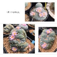 เมล็ดโลโฟ Lophophora fricii x Cristata seeds (แม่ฟริ x พ่อฟริคริสมอน)